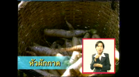 อาชีพอิสระ ตอนที่ 23 การทำหัวผักกาดหวาน